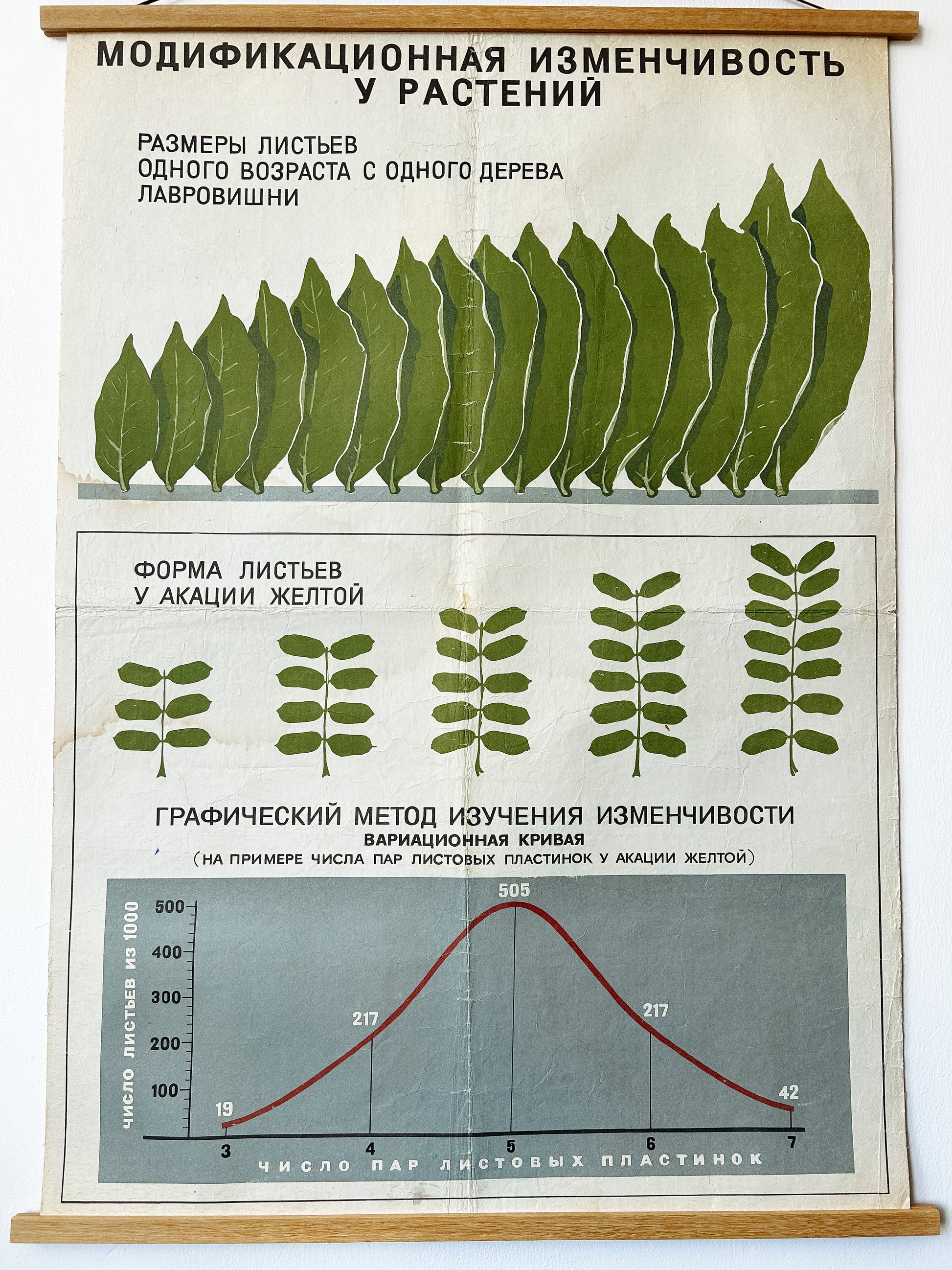 Close-up of an original Soviet mid-century biology school chart, “MODIFICATION VARIABILITY IN PLANTS", printed in the USSR in 1968 on paper with linen backing, an educational science poster. 