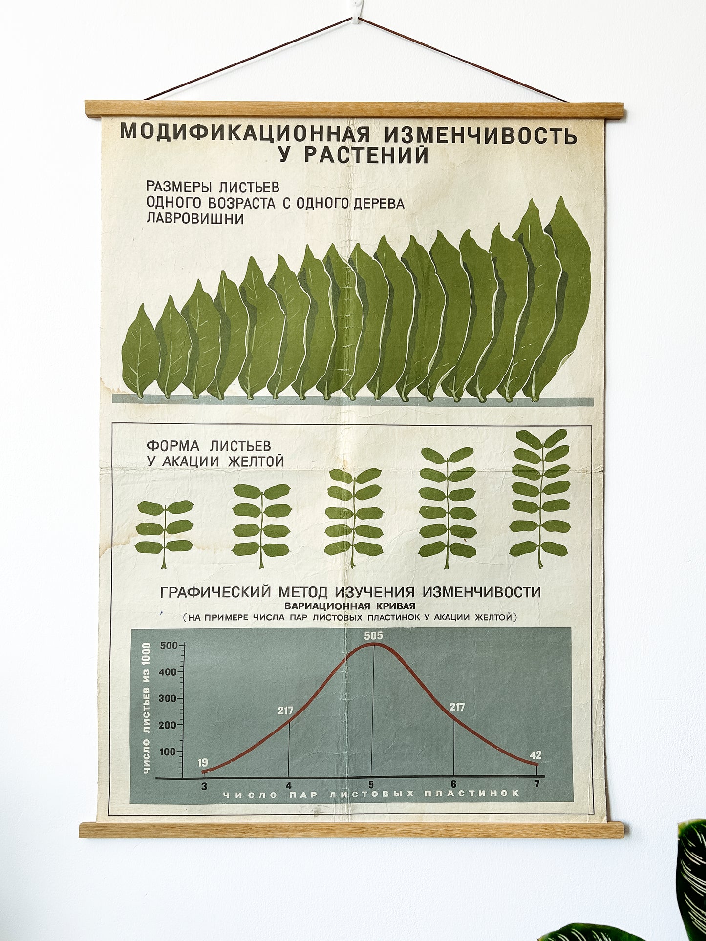Original Soviet mid-century biology school chart “MODIFICATION VARIABILITY IN PLANTS" printed in the USSR in 1968 on paper with linen backing, an educational science poster. 