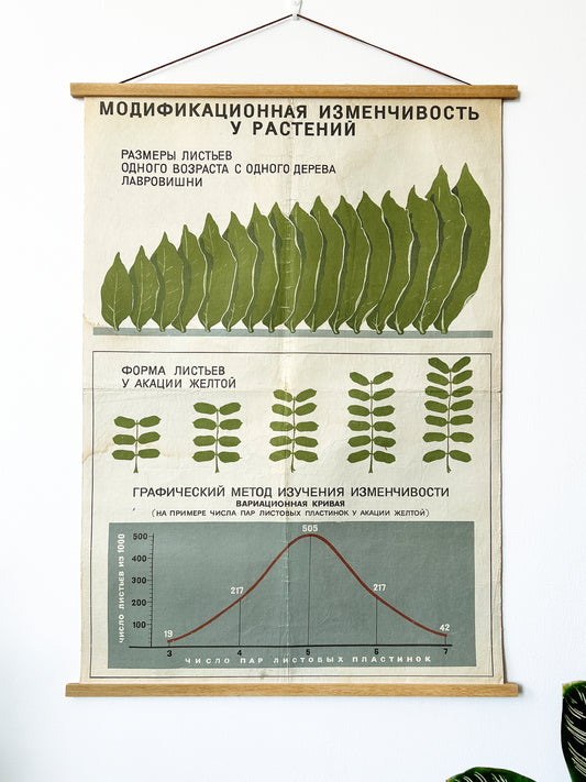 Original Soviet mid-century biology school chart “MODIFICATION VARIABILITY IN PLANTS" printed in the USSR in 1968 on paper with linen backing, an educational science poster. 