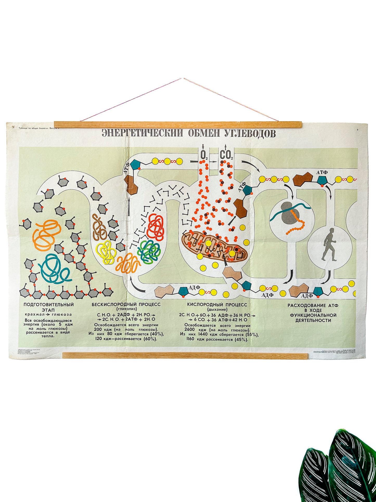 Large original Soviet vintage biology school chart "CARBOHYDRATE METABOLISM", printed in the USSR in 1978 on paper with linen backing, a mid-century educational science poster.