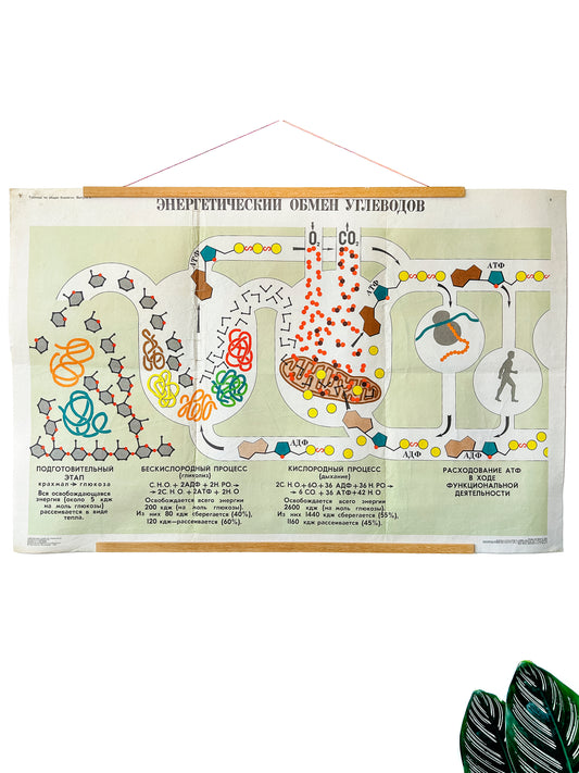 Large original Soviet vintage biology school chart "CARBOHYDRATE METABOLISM", printed in the USSR in 1978 on paper with linen backing, a mid-century educational science poster.