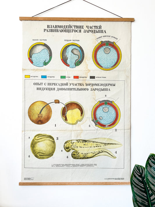 Large original Soviet mid-century biology school chart “INTERACTION OF PARTS OF A DEVELOPING EMBRYO" printed in the USSR in 1978 on paper with linen backing, an educational science poster.