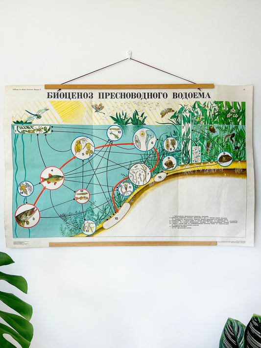 A large original Soviet vintage educational biology diagram printed in the USSR in 1978 on paper with linen backing, illustrating a freshwater ecosystem, is hanging on a white wall surrounded by plants.