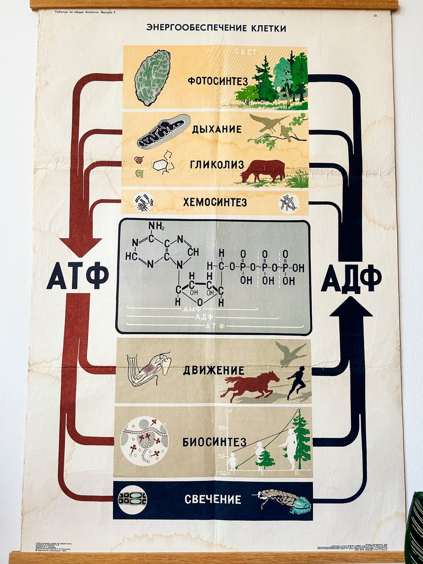 Close-up of a large original Soviet mid-century biology school poster, “Energy Supply of the Cell", printed in the USSR in 1978 on paper with linen backing, an educational science diagram.