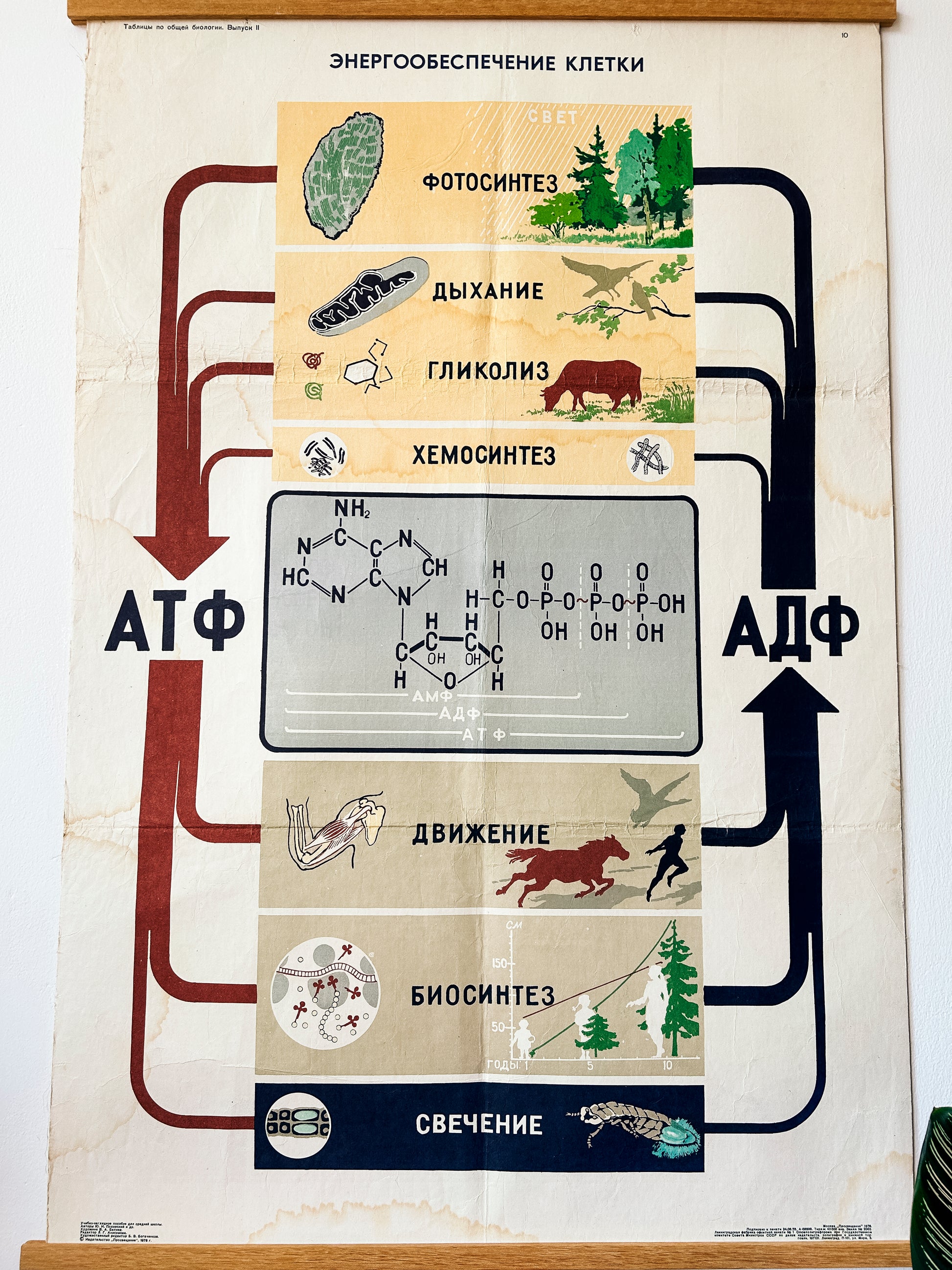 Close-up of a large original Soviet mid-century biology school poster, “Energy Supply of the Cell", printed in the USSR in 1978 on paper with linen backing, an educational science diagram.