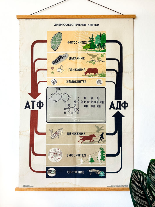 Large original Soviet mid-century biology school poster “Energy Supply of the Cell" printed in the USSR in 1978 on paper with linen backing, an educational science diagram.