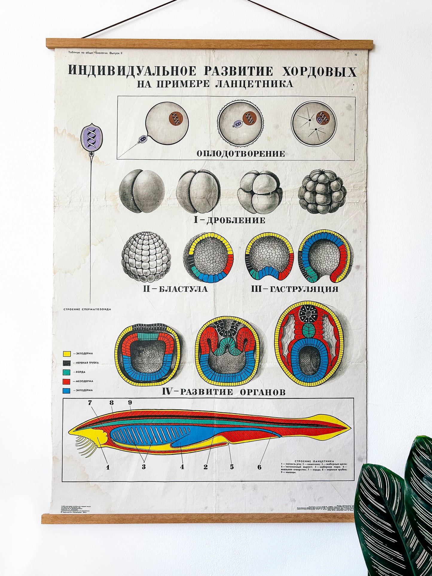 A large original Soviet vintage biology school chart, "Individual Development of Chordates, LANCET", printed in the USSR in 1978 on paper with linen backing, a mid-century educational science poster.