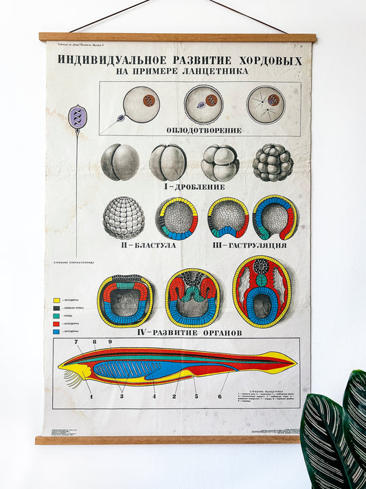 A large original Soviet vintage biology school chart, "Individual Development of Chordates, LANCET", printed in the USSR in 1978 on paper with linen backing, a mid-century educational science poster.