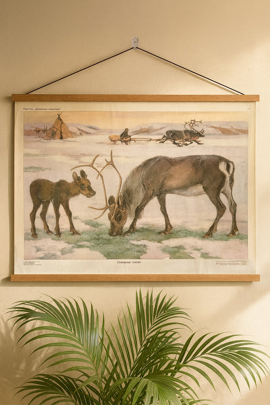 Soviet vintage kindergarten educational poster from 1977 depicting a watercolour of a snowy landscape with a Northern reindeer mother and calf with a yurt and a sledge the background 