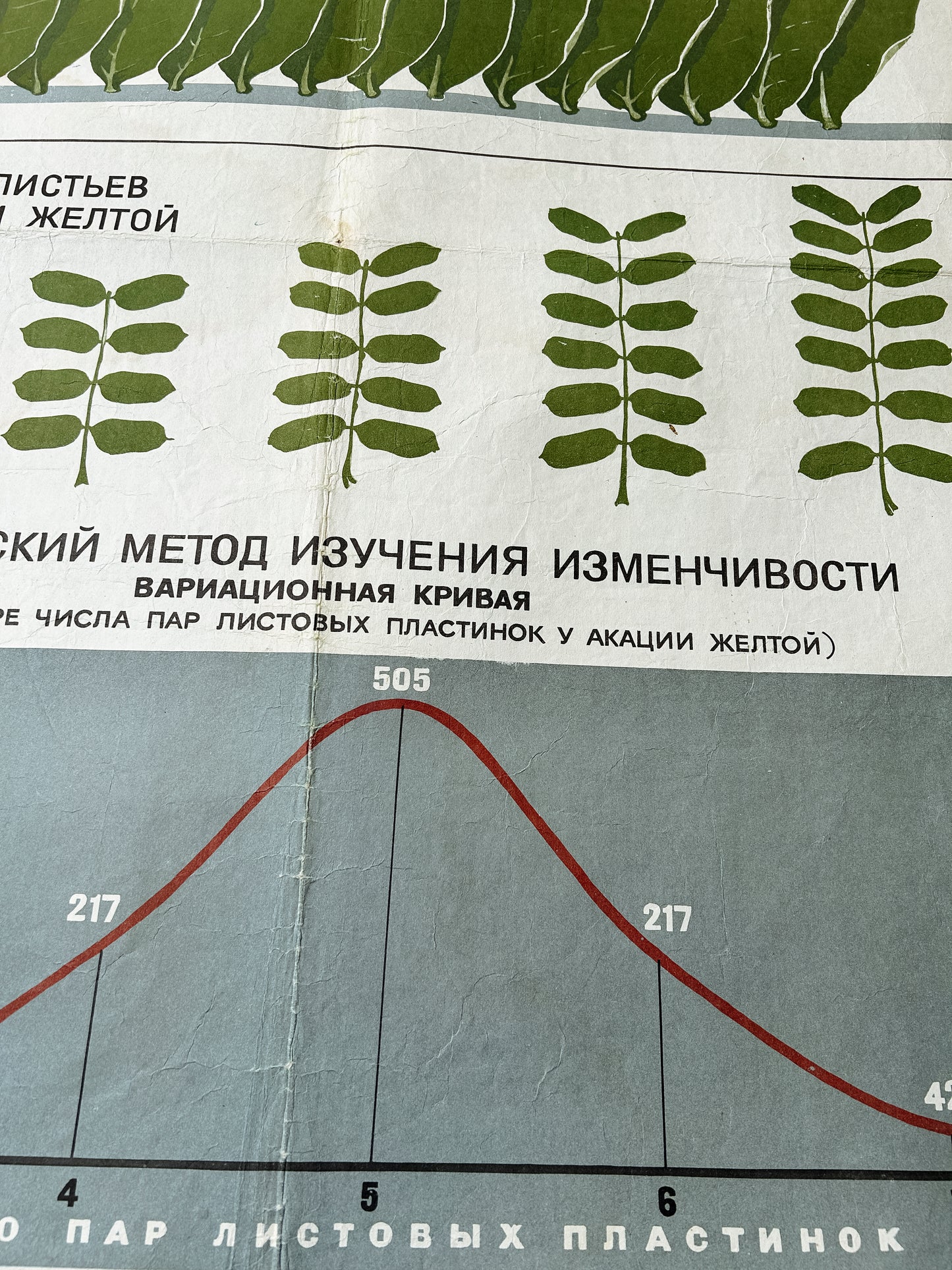 Acacia leaves and a diagram detail of an original Soviet mid-century biology school chart, “MODIFICATION VARIABILITY IN PLANTS", printed in the USSR in 1968 on paper with linen backing, an educational science poster. 