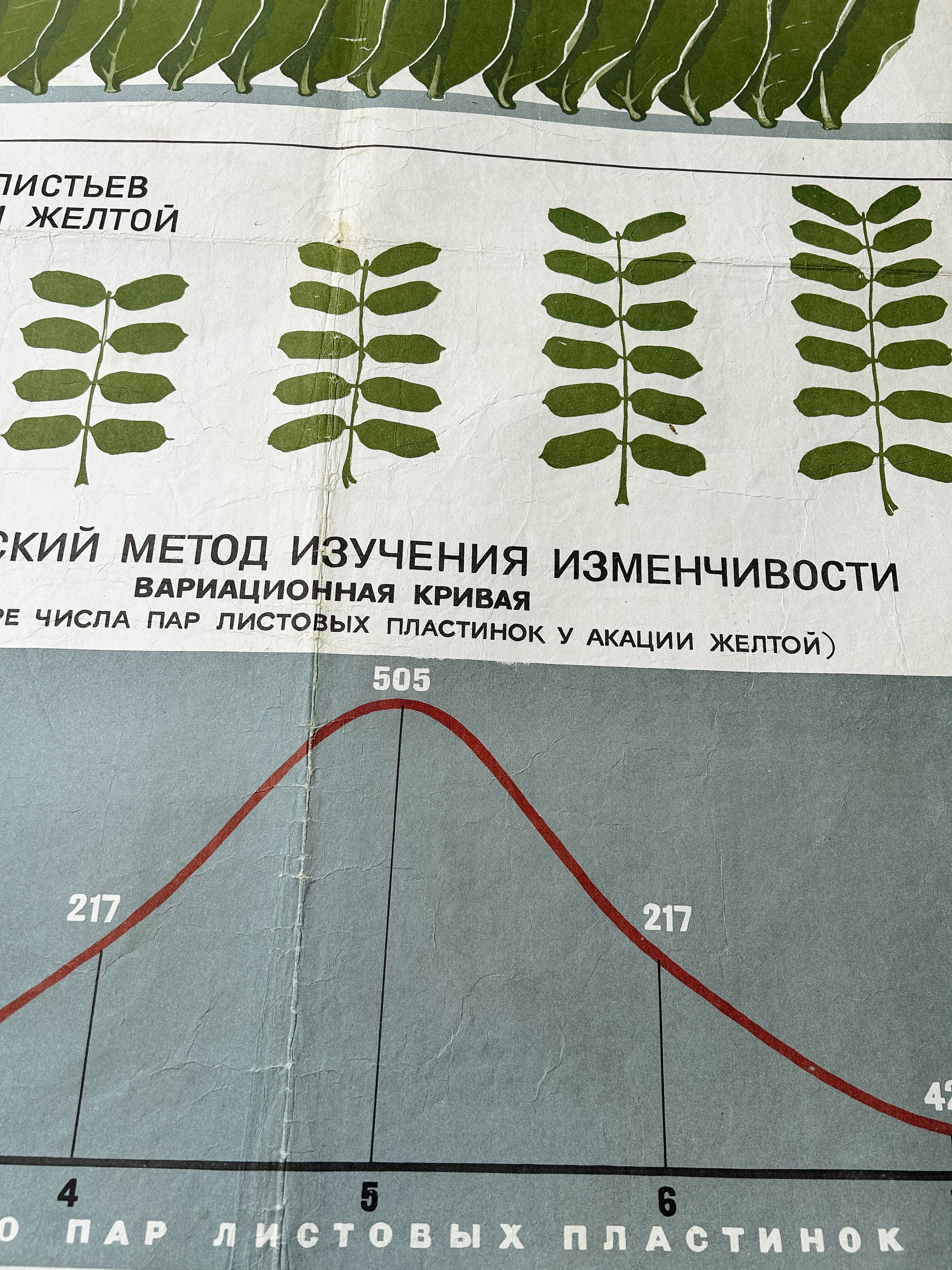 Acacia leaves and a diagram detail of an original Soviet mid-century biology school chart, “MODIFICATION VARIABILITY IN PLANTS", printed in the USSR in 1968 on paper with linen backing, an educational science poster. 