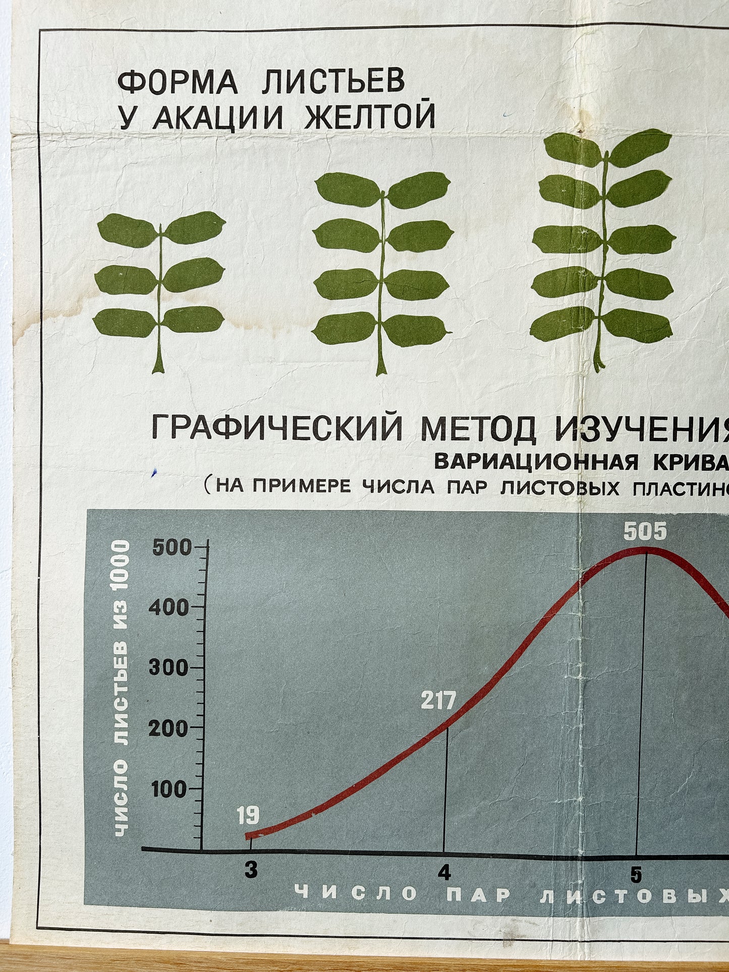Acacia leaves detail of an original Soviet mid-century biology school chart, “MODIFICATION VARIABILITY IN PLANTS", printed in the USSR in 1968 on paper with linen backing, an educational science poster. 