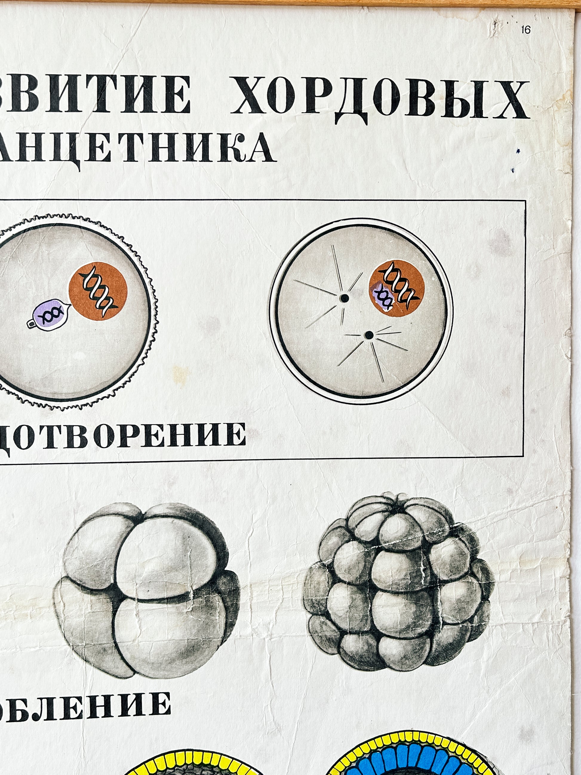 Diagram of asexual reproduction in animals – detail of a large original Soviet vintage biology school chart, "Individual Development of Chordates, LANCET", printed in the USSR in 1978 on paper with linen backing, a mid-century educational science poster.