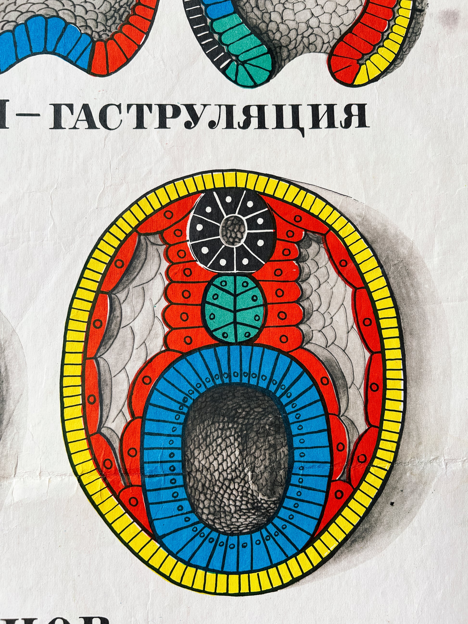 Cell development detail of a large original Soviet vintage biology school chart "Individual Development of Chordates, LANCET", printed in the USSR in 1978 on paper with linen backing in primary colours, a mid-century educational science poster.