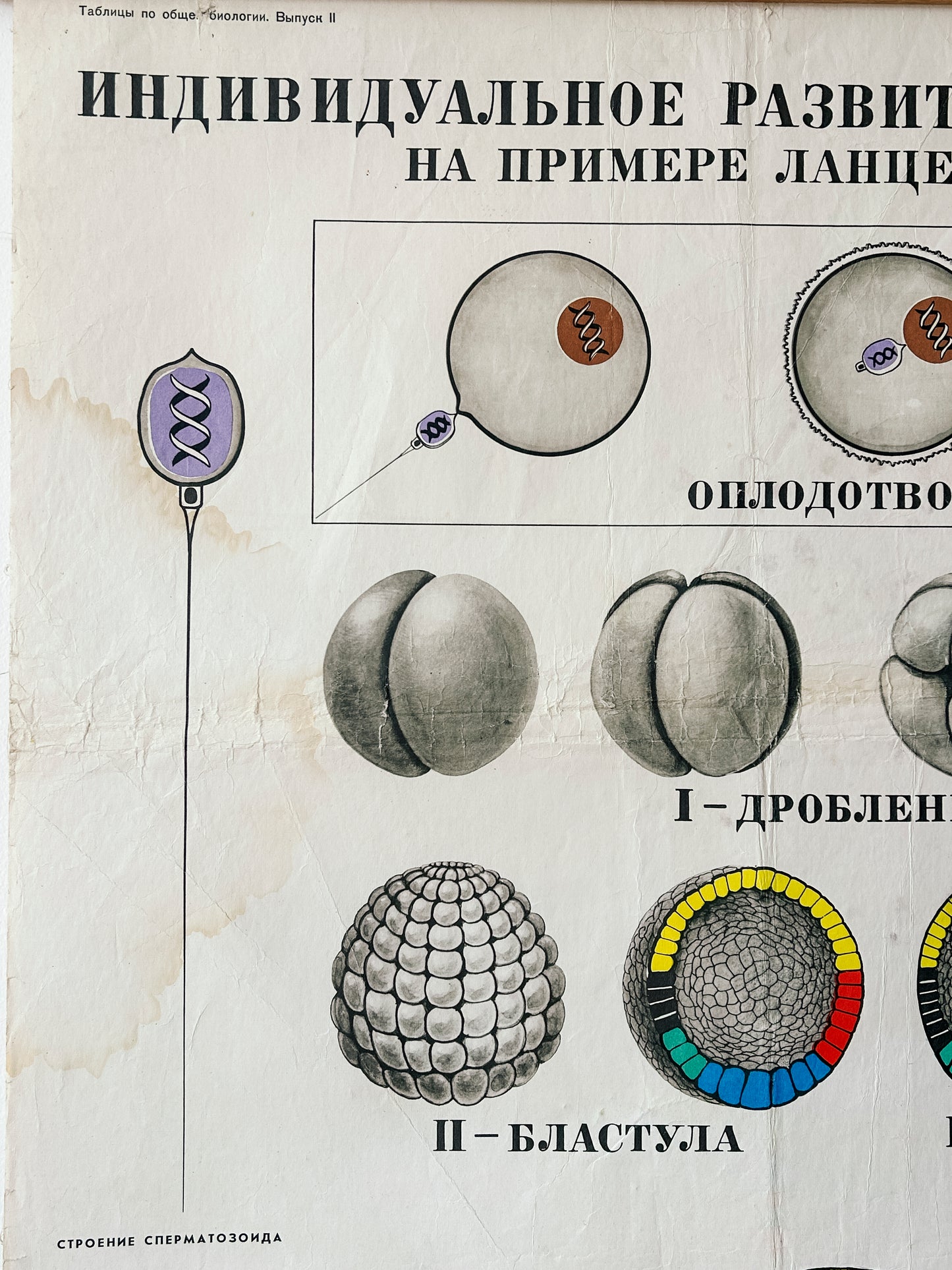 Diagram of cell development stages – detail of a large original Soviet vintage biology school chart, "Individual Development of Chordates, LANCET", printed in the USSR in 1978 on paper with linen backing, a mid-century educational science poster.