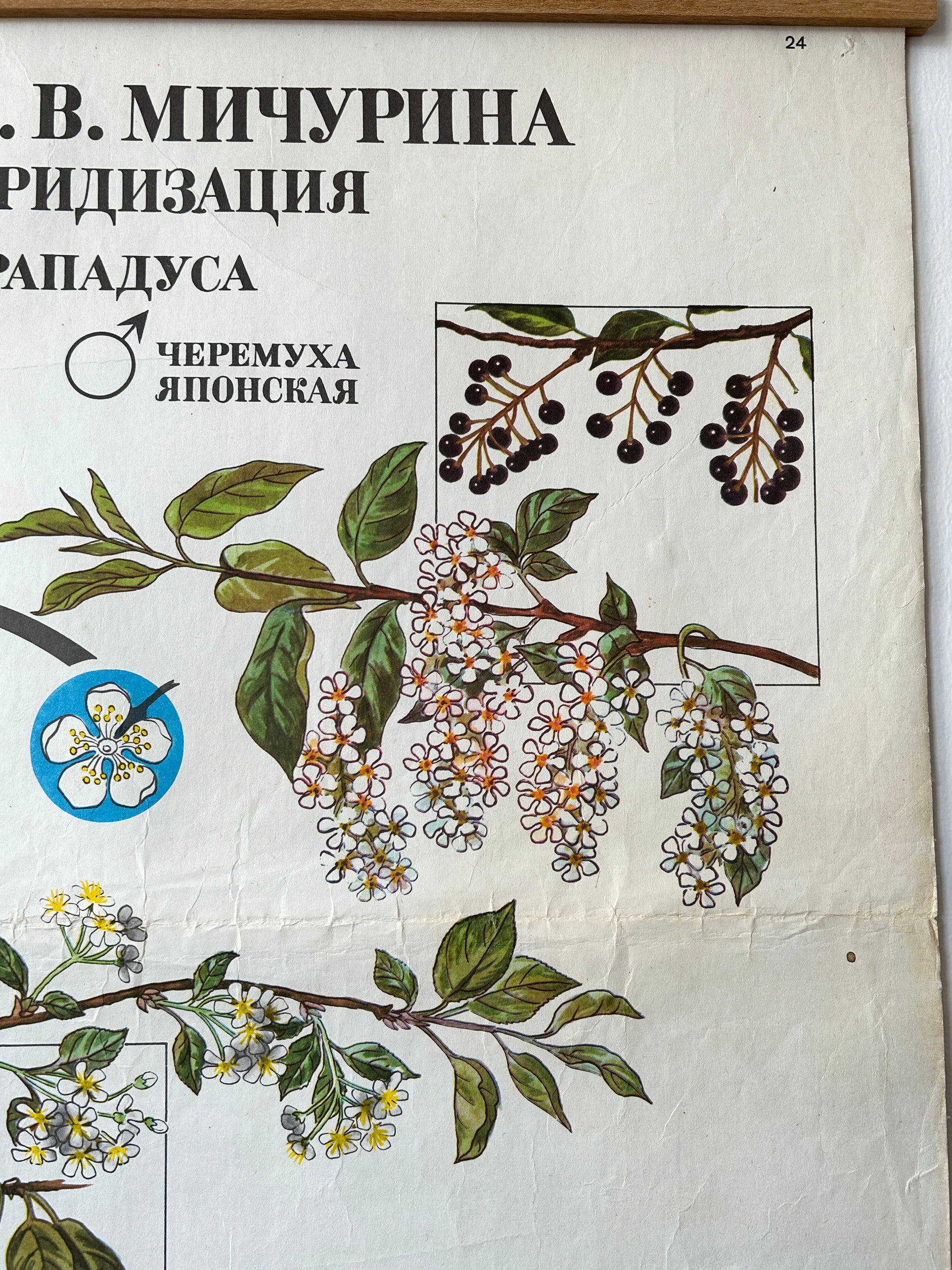 Cherry and blossom detail from a large original Soviet mid-century biology school chart, “Working Methods of I. V. Michurin, REMOTE HYBRIDISATION", printed in the USSR in 1978 on paper with linen backing, an educational science poster.
