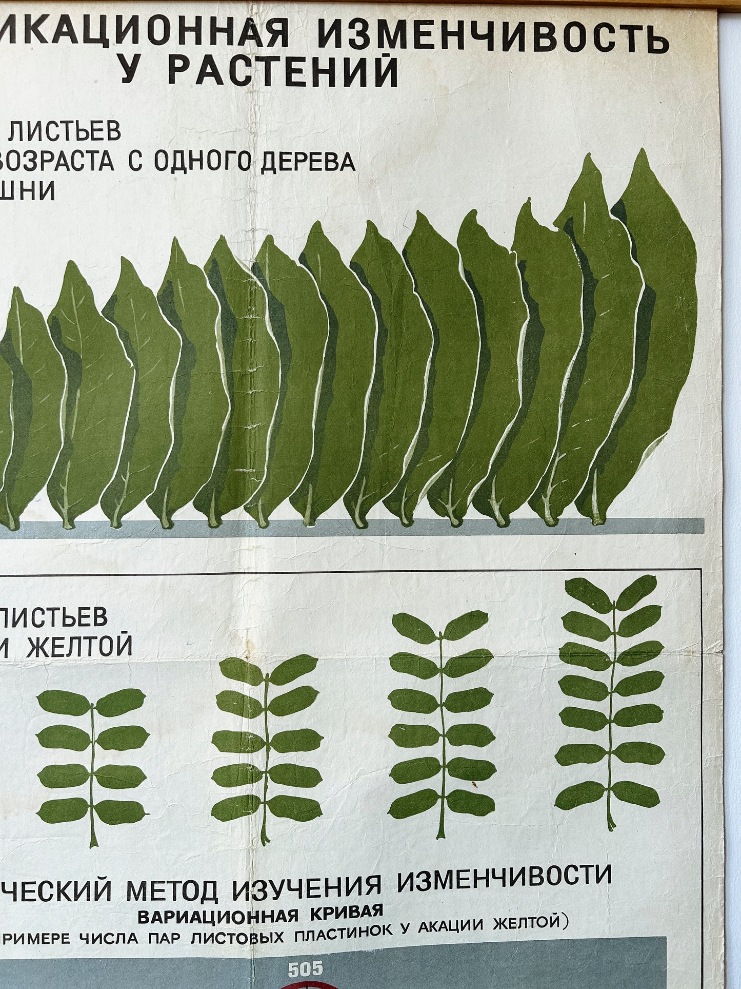 Cherry leaves detail of an original Soviet mid-century biology school chart, “MODIFICATION VARIABILITY IN PLANTS", printed in the USSR in 1968 on paper with linen backing, an educational science poster. 