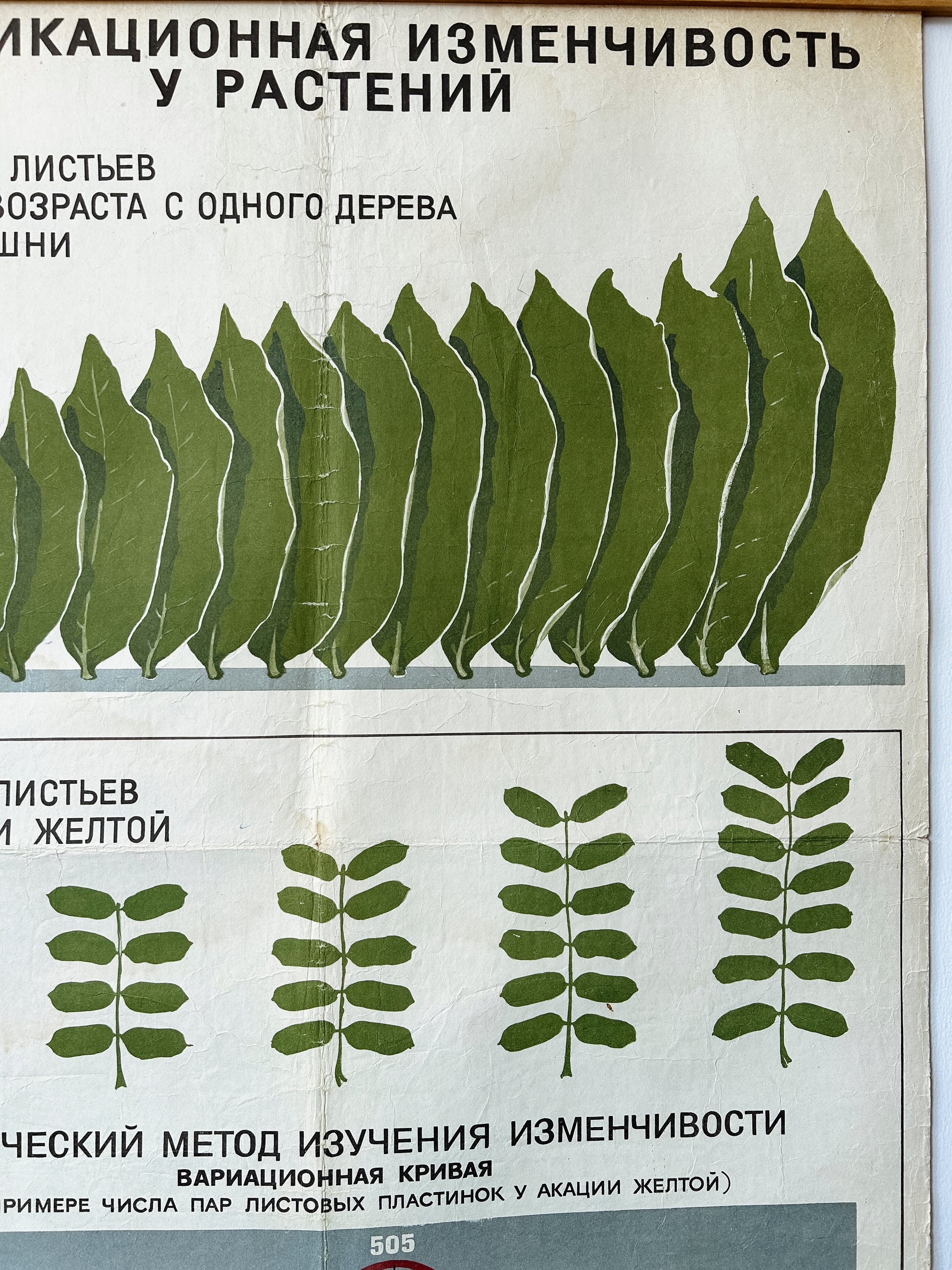 Cherry leaves detail of an original Soviet mid-century biology school chart, “MODIFICATION VARIABILITY IN PLANTS", printed in the USSR in 1968 on paper with linen backing, an educational science poster. 