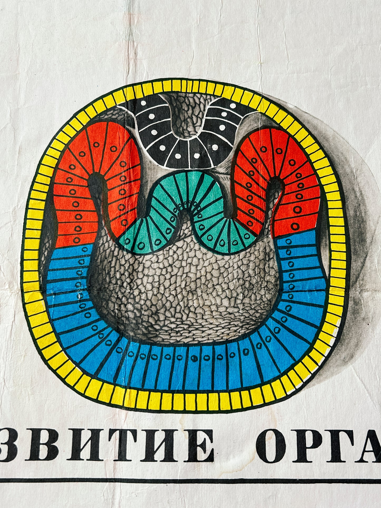 Organ development of chordates: detail of a large original Soviet vintage biology school chart, "Individual Development of Chordates, LANCET", printed in the USSR in 1978 on paper with linen backing, a mid-century educational science poster.