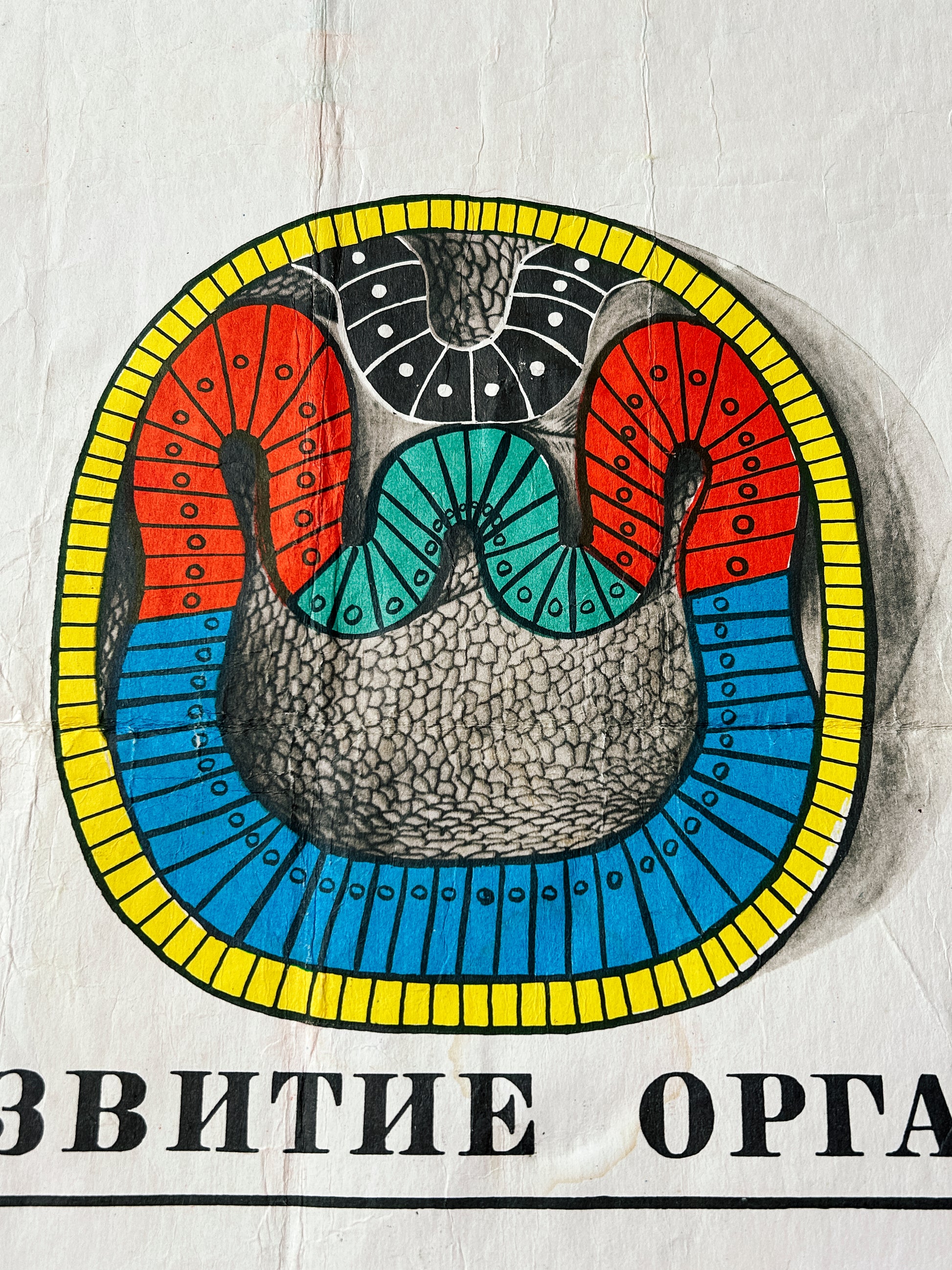 Organ development of chordates: detail of a large original Soviet vintage biology school chart, "Individual Development of Chordates, LANCET", printed in the USSR in 1978 on paper with linen backing, a mid-century educational science poster.