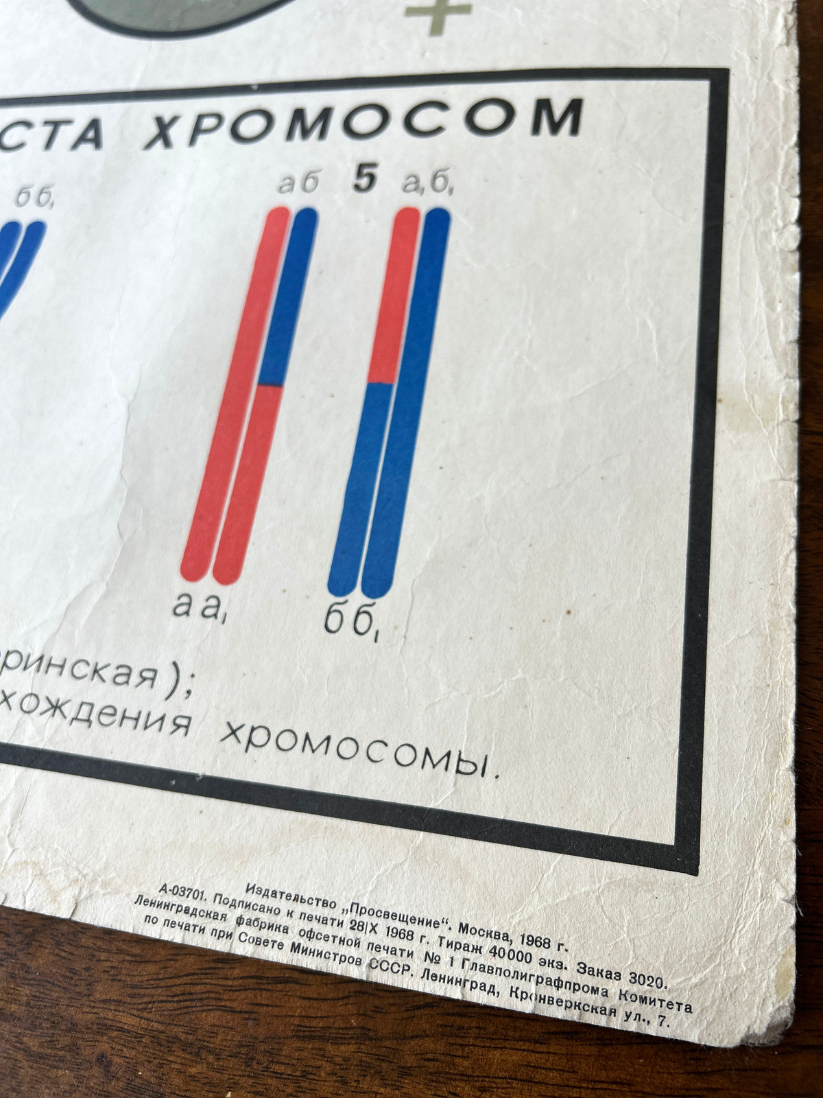 Chromosome diagram detail from a large original Soviet vintage biology school chart "SPERMATOGENESIS and OVOGENESIS", printed in the USSR in 1968 on paper with linen backing, an educational science poster about conception.