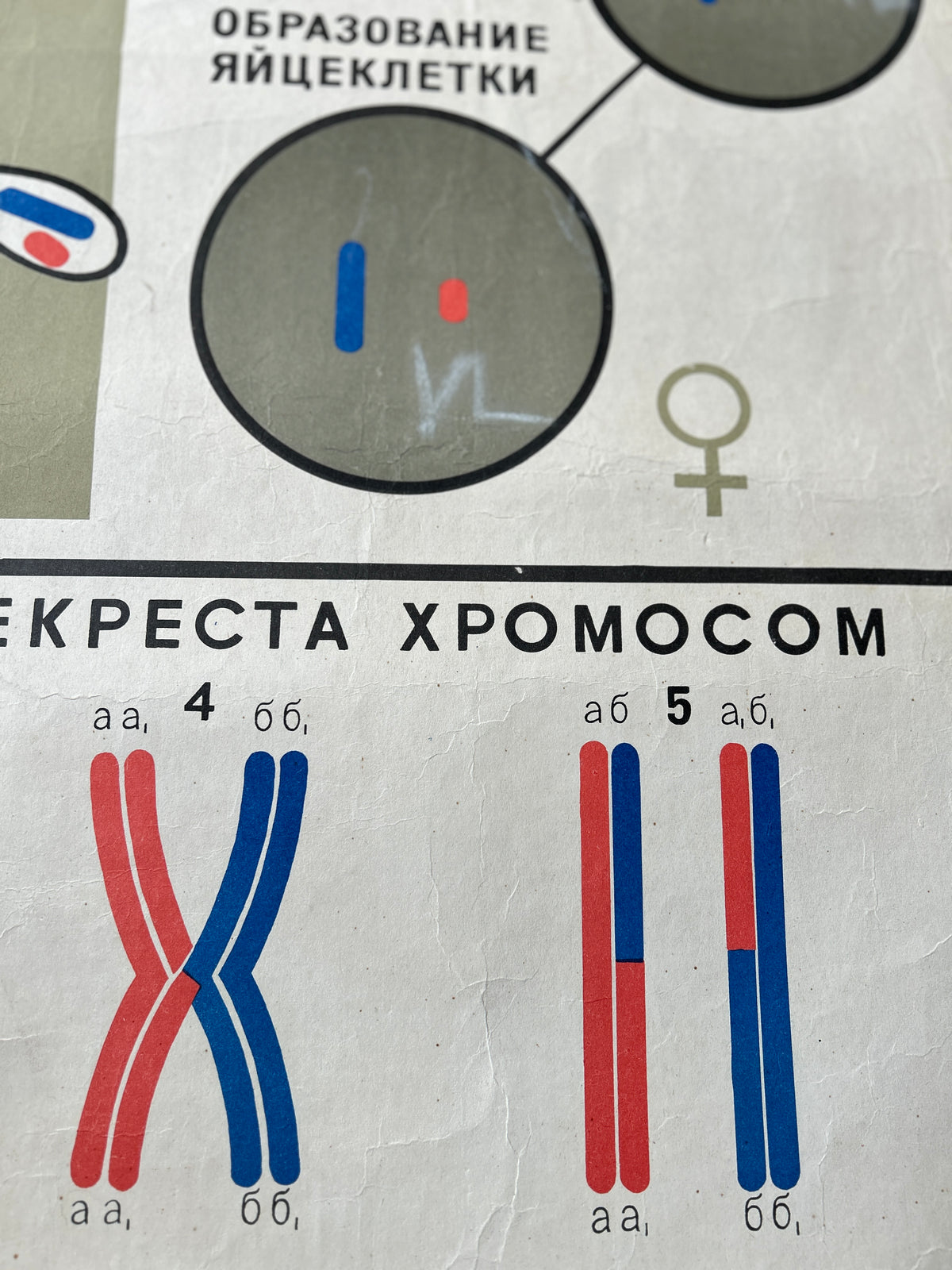 Chromosomes detail of a large original Soviet vintage biology school chart "SPERMATOGENESIS and OVOGENESIS", printed in the USSR in 1968 on paper with linen backing, an educational science poster about conception.