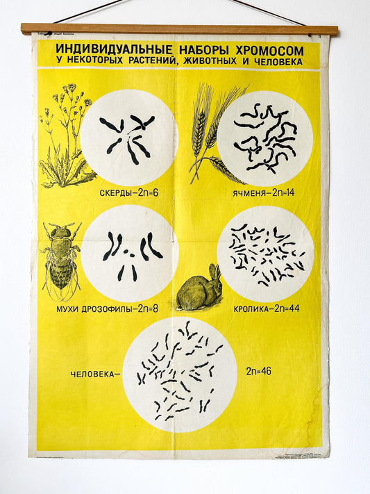 A large original Soviet vintage biology school chart, "Sets of Chromosomes in Plants Animals & Humans", printed in USSR in 1968 on paper with linen backing, an educational mid-century poster