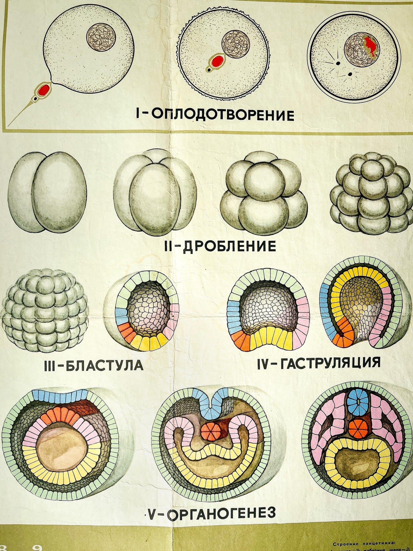Detail of a large original Soviet vintage biology school chart: "Individual Development of Chordates, LANCET", printed in the USSR in 1968, on paper and linen, a mid-century educational science poster.