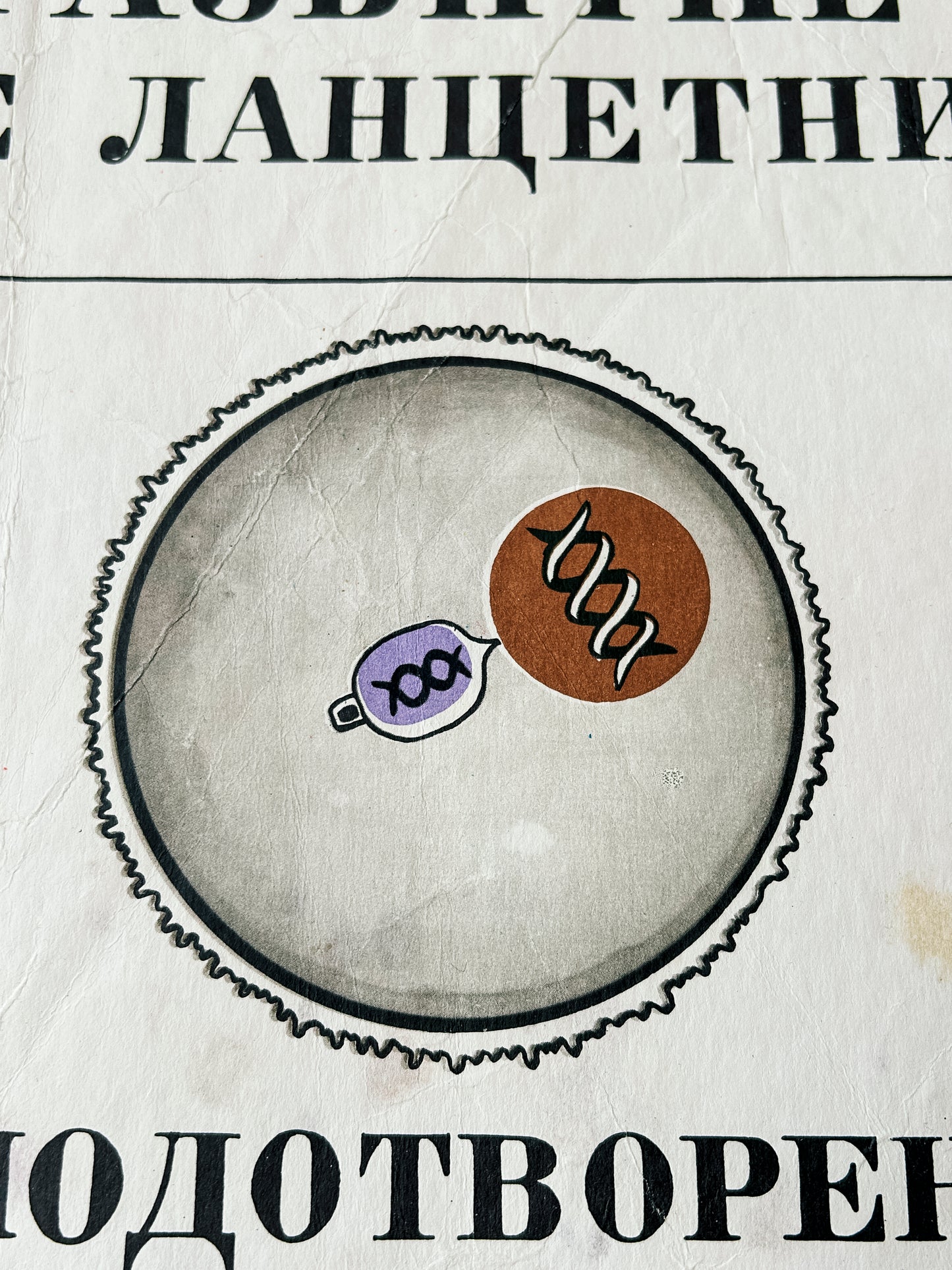 Conception – detail of a large original Soviet vintage biology school chart, "Individual Development of Chordates, LANCET", printed in the USSR in 1978 on paper with linen backing, a mid-century educational science poster.