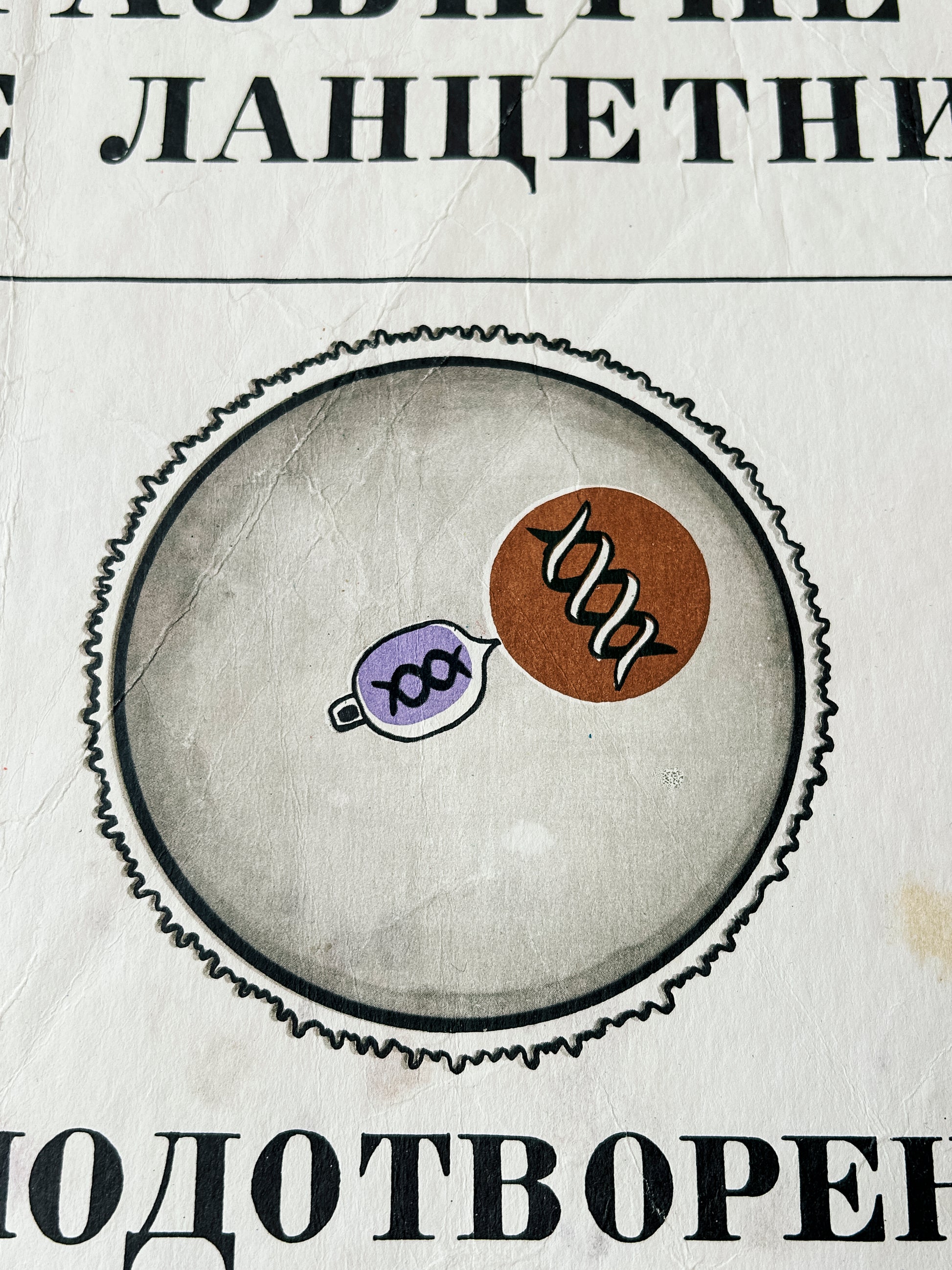 Conception – detail of a large original Soviet vintage biology school chart, "Individual Development of Chordates, LANCET", printed in the USSR in 1978 on paper with linen backing, a mid-century educational science poster.