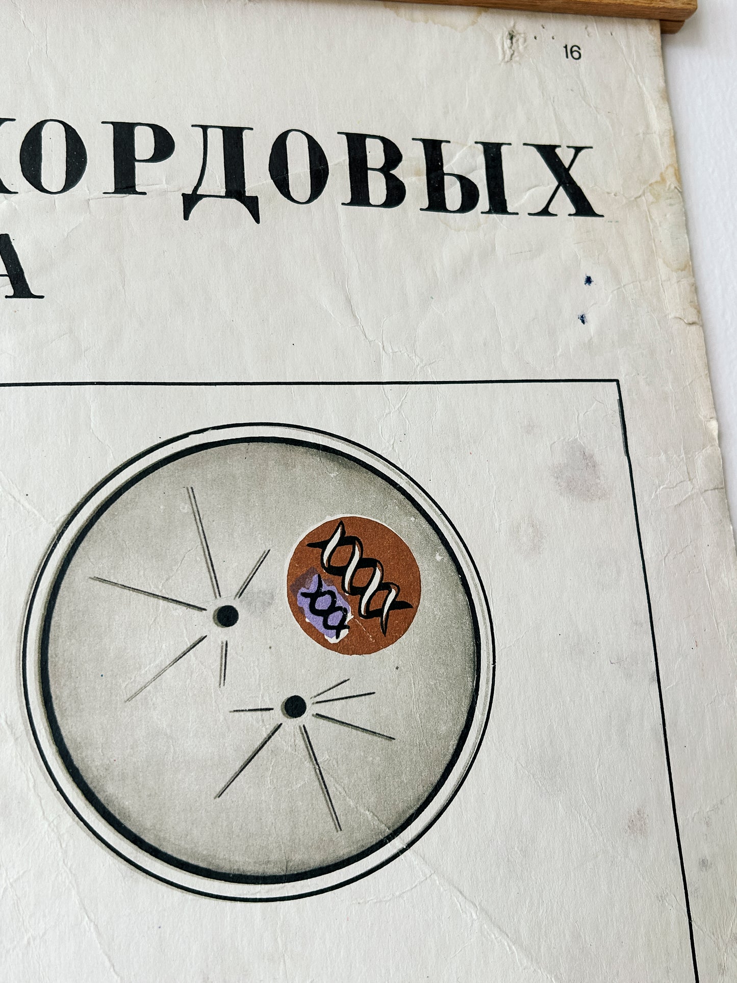 Conception – detail of a large original Soviet vintage biology school chart, "Individual Development of Chordates, LANCET", printed in the USSR in 1978 on paper with linen backing, a mid-century educational science poster.