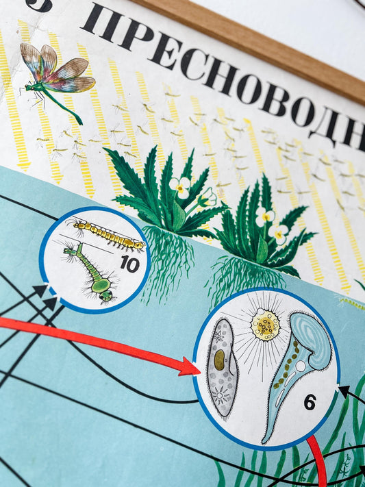 Detail of a large original Soviet vintage educational biology diagram printed in the USSR in 1978 on paper with linen backing, illustrating plants and organisms in a freshwater ecosystem.