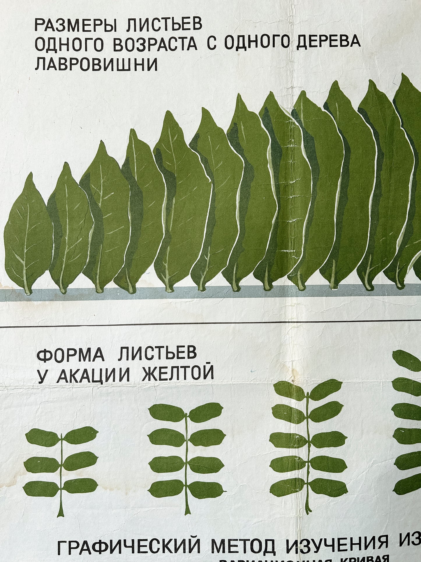 Detail of an original Soviet mid-century biology school chart, “MODIFICATION VARIABILITY IN PLANTS", printed in the USSR in 1968 on paper with linen backing, an educational science poster. 