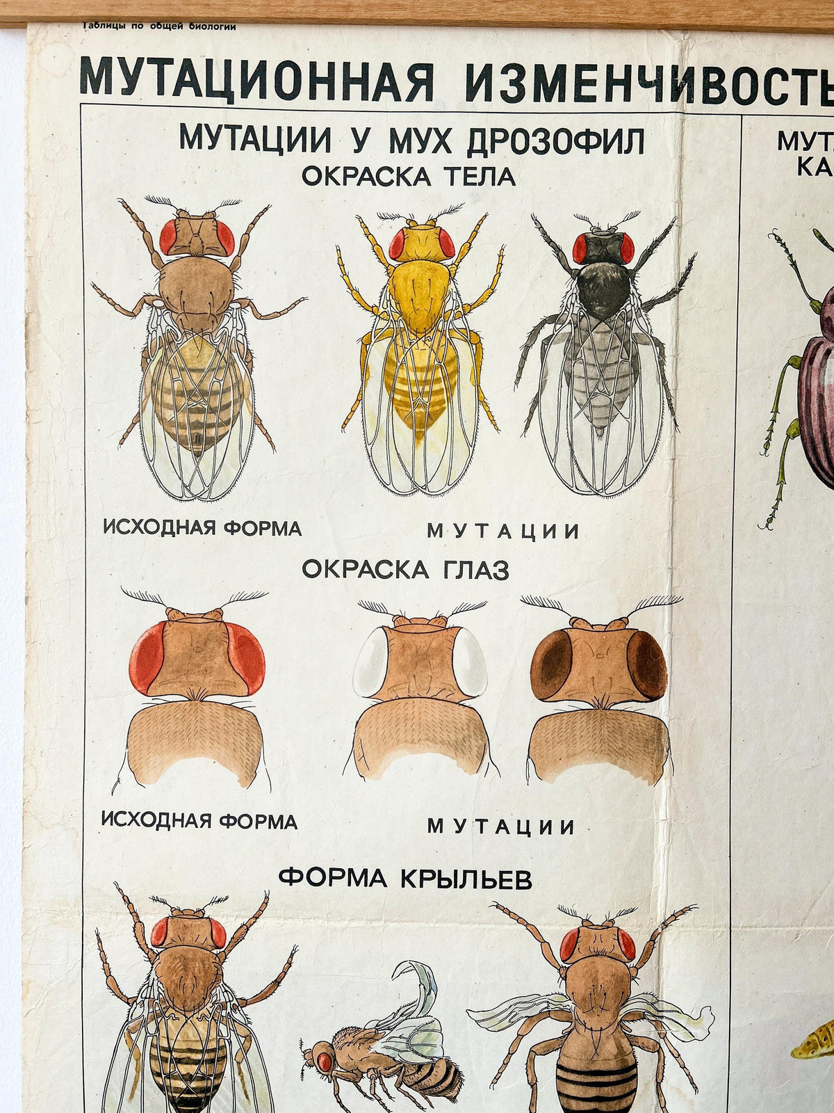 Detail of a large original Soviet vintage biology school chart printed in the USSR in 1968: "MUTATIONS in ANIMALS", Paper On Linen, a mid-century poster with illustrations of sheep, flies and a beetle.