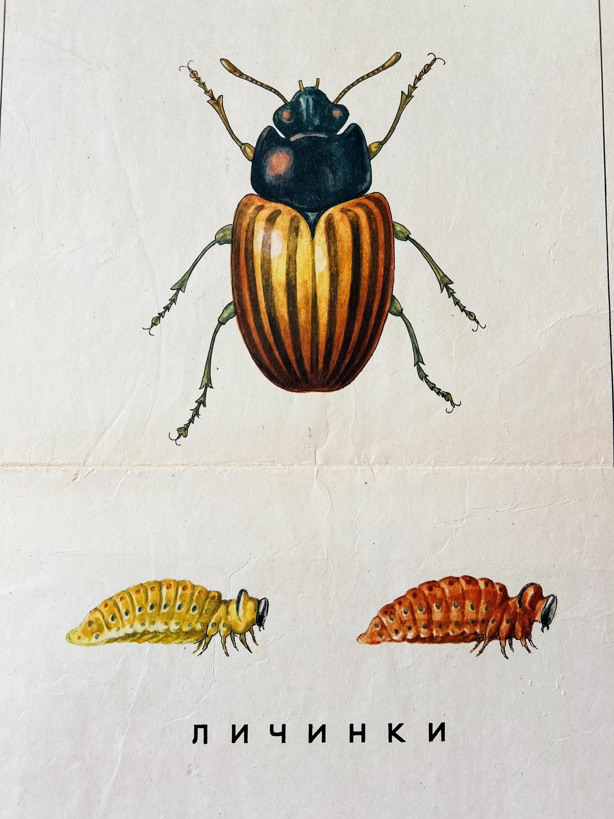 Detail: Colorado beetle, from a large original Soviet vintage biology school chart printed in the USSR in 1968: "MUTATIONS in ANIMALS", Paper On Linen, a mid-century poster with illustrations of sheep, flies and a beetle.
