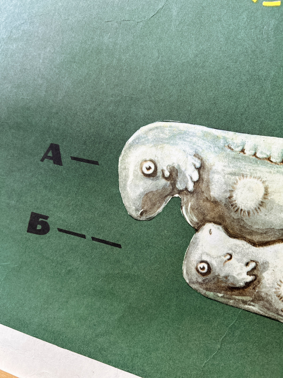 Developing embryos – detail of a large original Soviet vintage biology school chart, "Interaction of Parts of a Developing Embryo, example: Triton", printed in the USSR in 1968 on paper with linen backing, a mid-century educational science poster. 