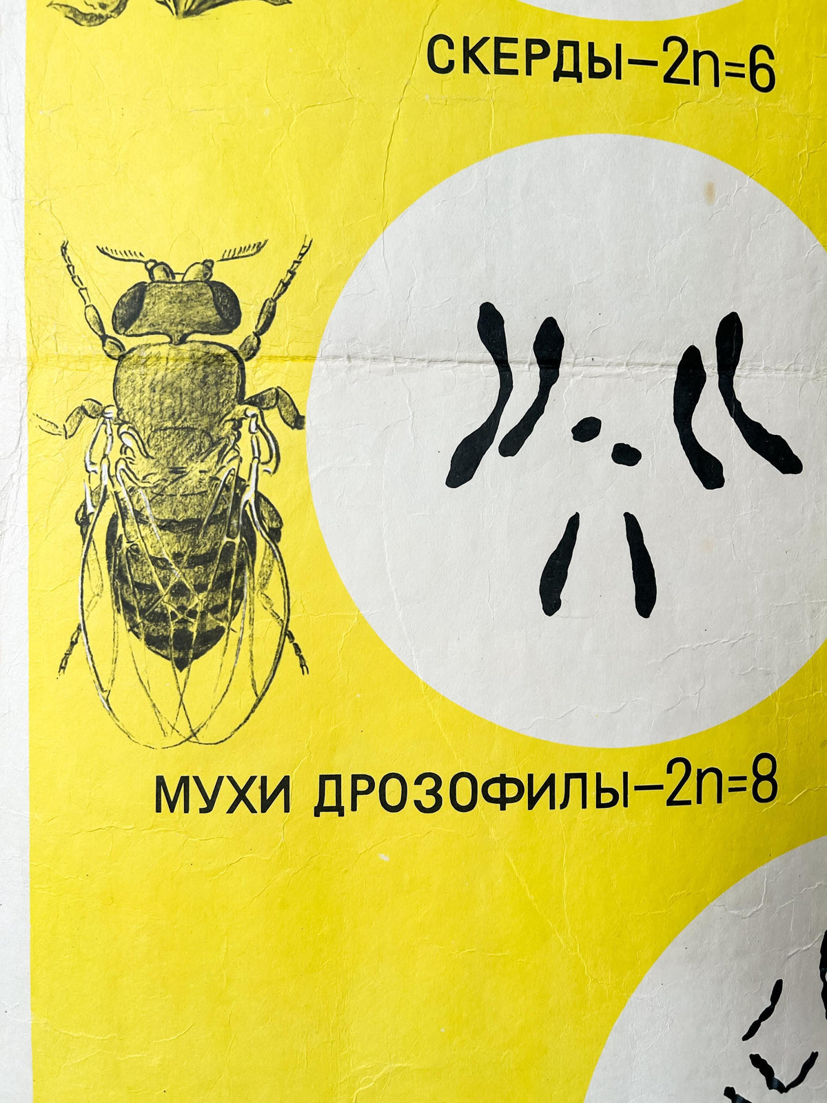 Drosophila fly chromosomes – detail of a large original Soviet vintage biology school chart, "Sets of Chromosomes in Plants, Animals & Humans", printed in the USSR in 1968 on paper with linen backing, an educational mid-century poster.