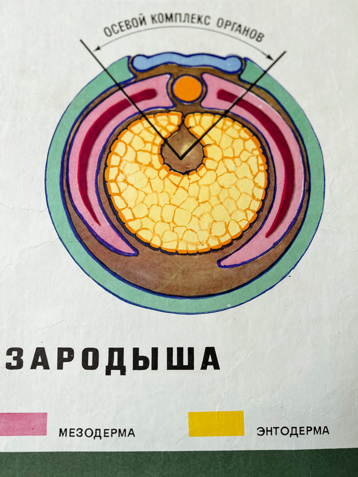 Diagram of an embryo – detail of a large original Soviet vintage biology school chart, "Interaction of Parts of a Developing Embryo, example: Triton", printed in the USSR in 1968 on paper with linen backing, a mid-century educational science poster. 