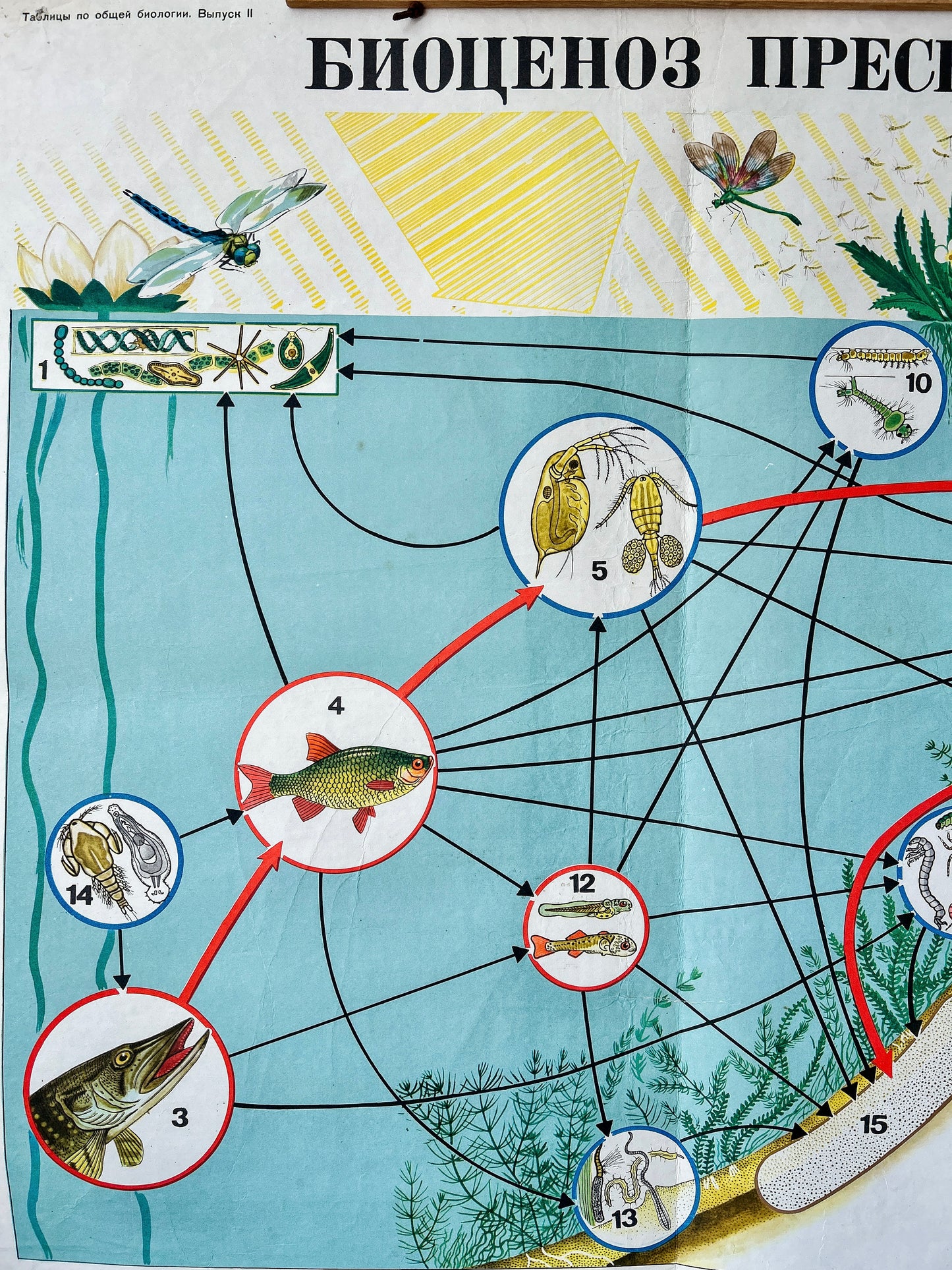 Educational diagram of a freshwater ecosystem with various organisms and arrows indicating interactions.