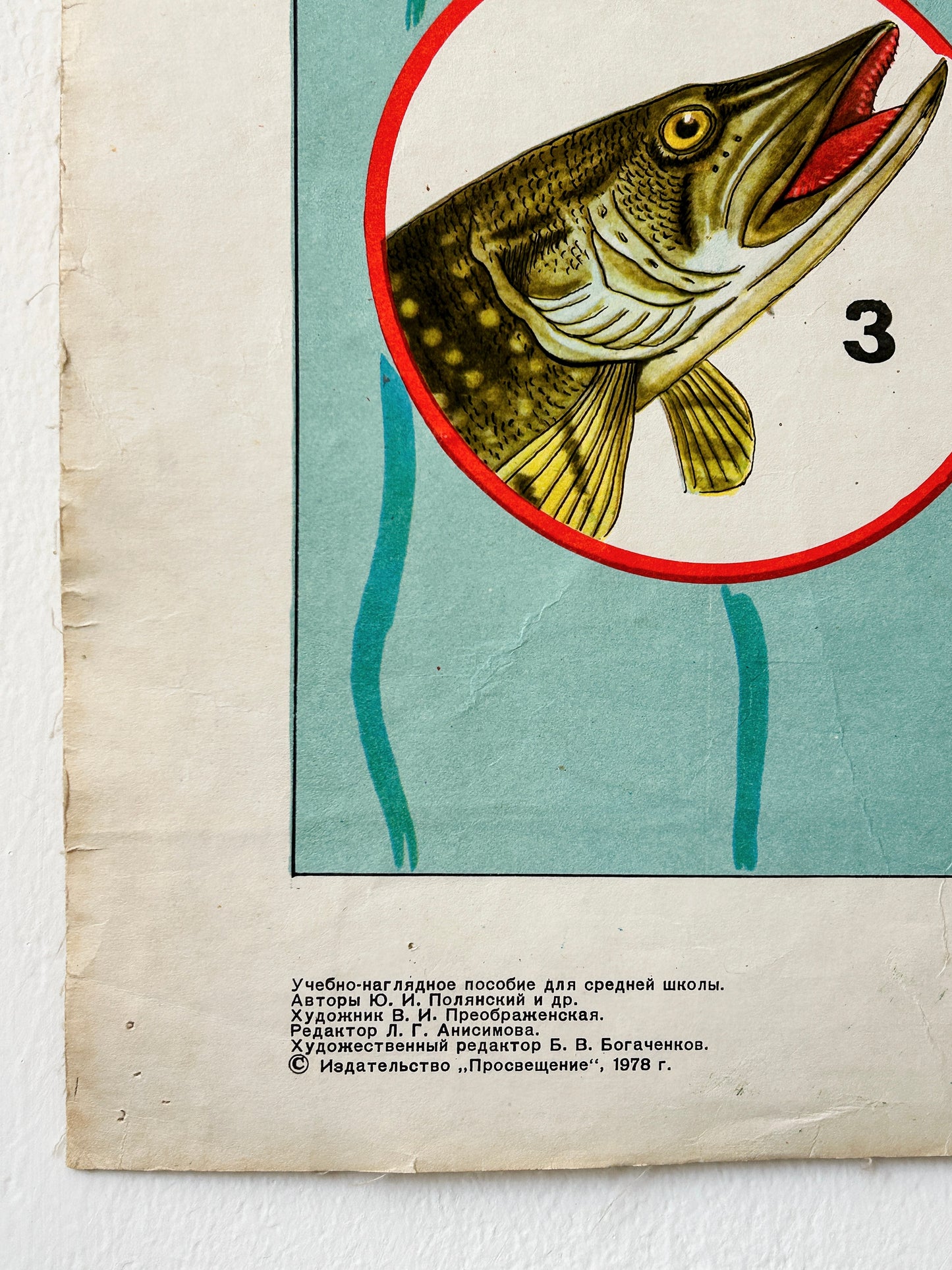 1978 Soviet Vintage Biology School Chart "BIOCENOSIS of a Freshwater Source" Paper On Linen, USSR Mid Century Ecosystem Poster