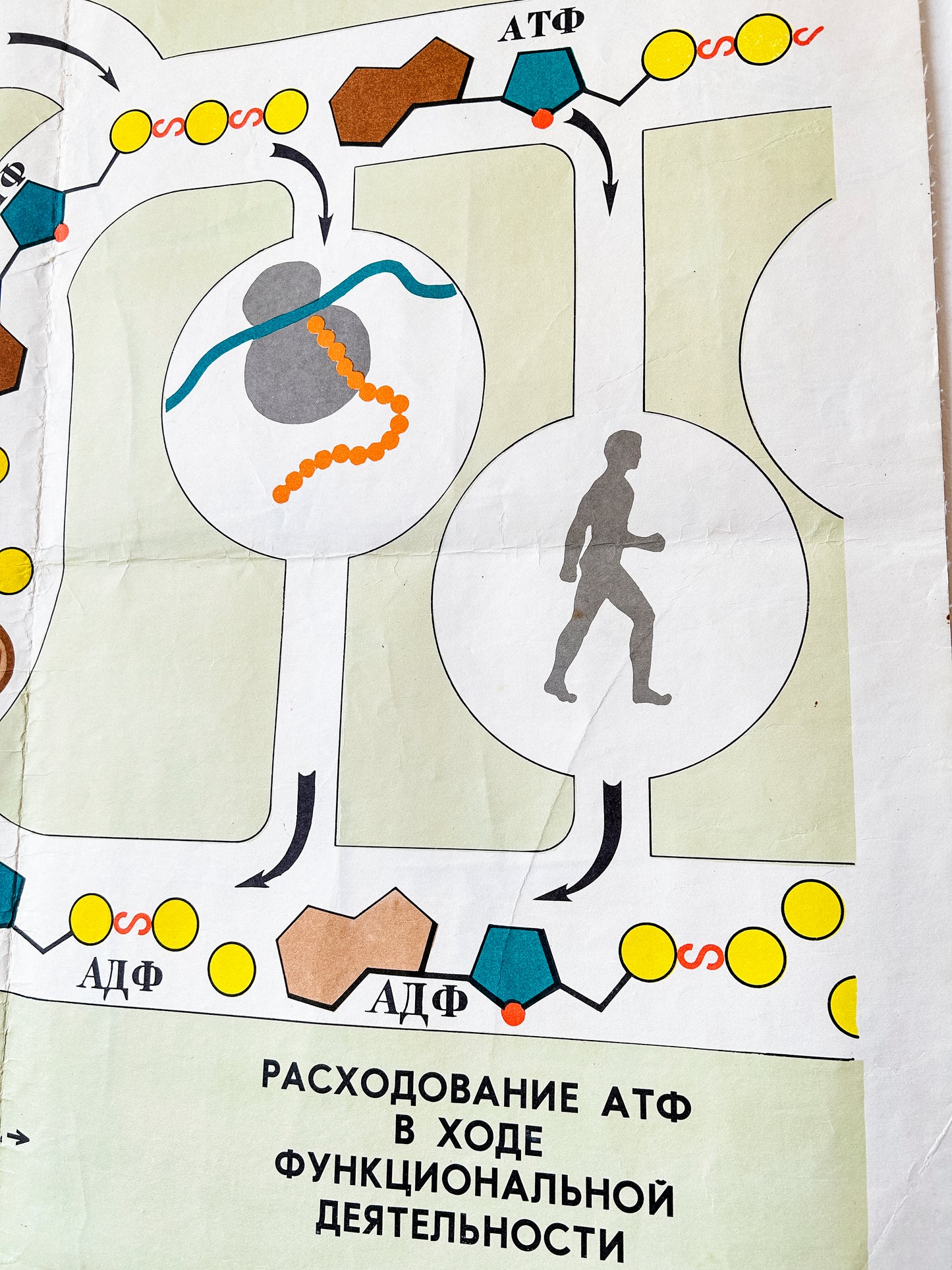 Metabolism of carbohydrates: human ATP CONSUMPTION DURING FUNCTIONAL
ACTIVITIES – detail of a Soviet vintage biology school chart "CARBOHYDRATE METABOLISM", printed in the USSR in 1978 on paper with linen backing, a colourful mid-century educational science poster.