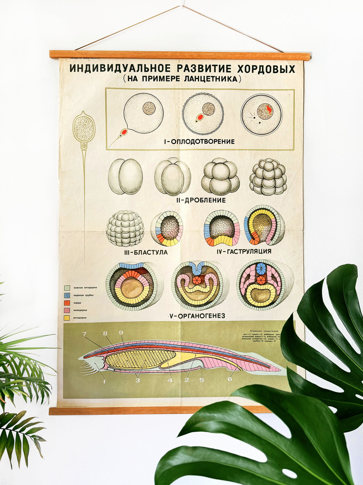 Original USSR mid-century hanging biology educational poster with Russian text, showing the embryological development of a lancet, displayed on a white wall with green plant leaves in the foreground.  