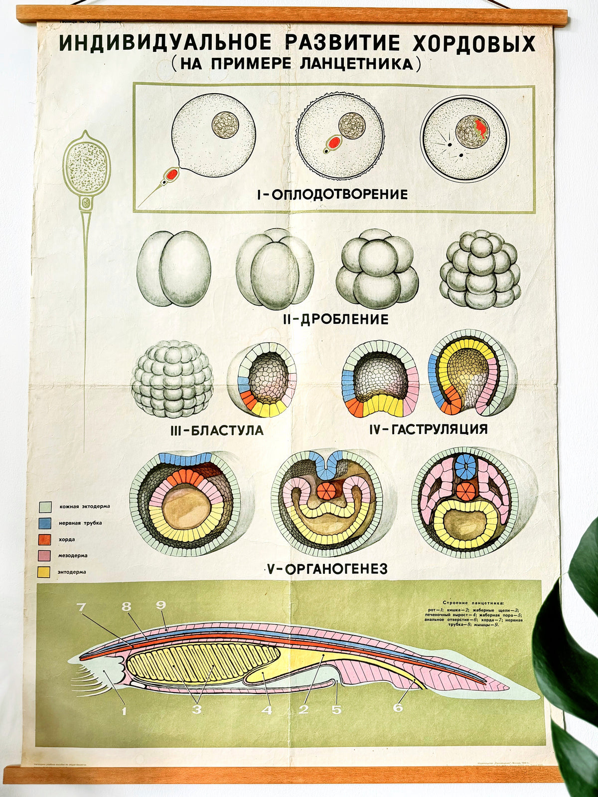 Soviet vintage mid-century biology school poster showing the embryological development of a lancet