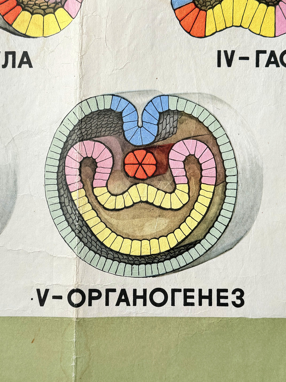 Detail of a Soviet vintage mid-century biology school poster showing the embryological development of a lancet
