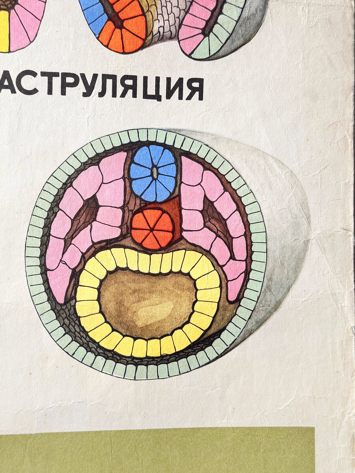 Colourful detail of a Soviet vintage mid-century biology school poster in primary colours showing the embryological development of a lancet.