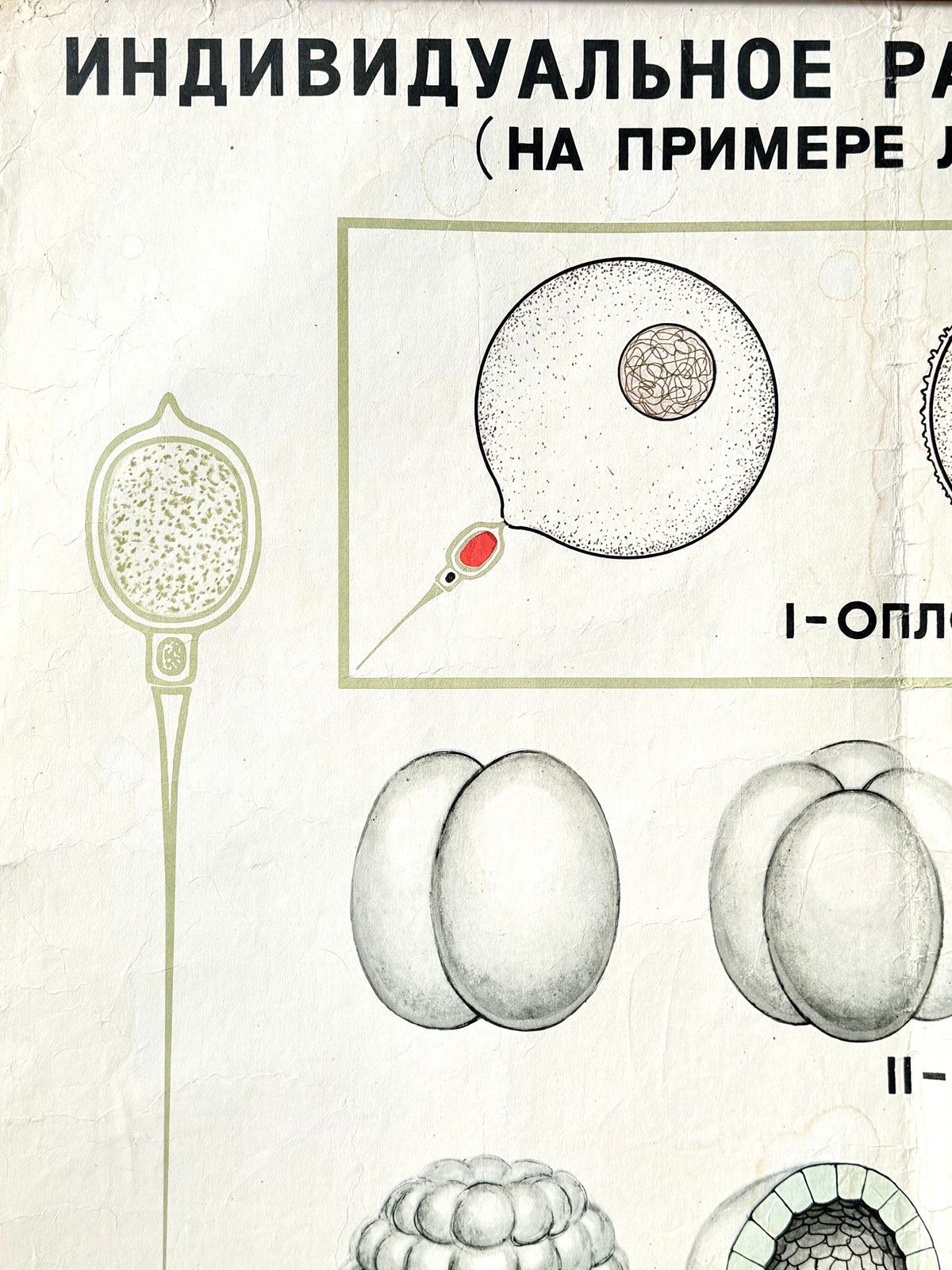 Detail of a Soviet vintage mid-century biology school poster showing the embryological development of a lancet