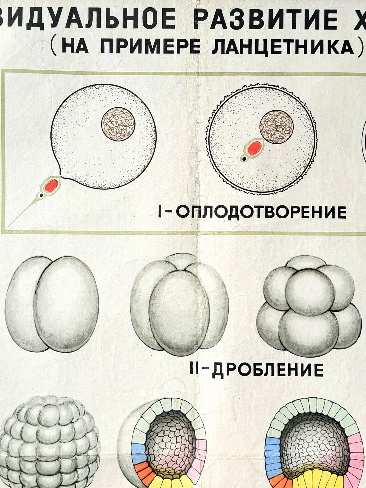 Detail of a USSR mid-century educational diagram poster in Russian about the developmental stages of a flatworm, showing drawings of fertilisation, cleavage, gastrulation, and organ formation.