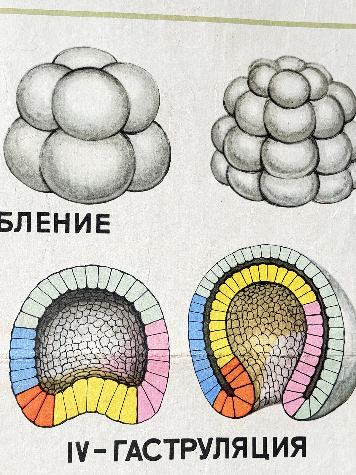 Soviet vintage scientific illustration showing embryological stages of lancet  with Russian text. The top row contains two grayscale clusters of rounded cells, and the bottom row shows two cross-section diagrams of developing tissue layers with colored segments in blue, pink, yellow, and orange on a light paper background.