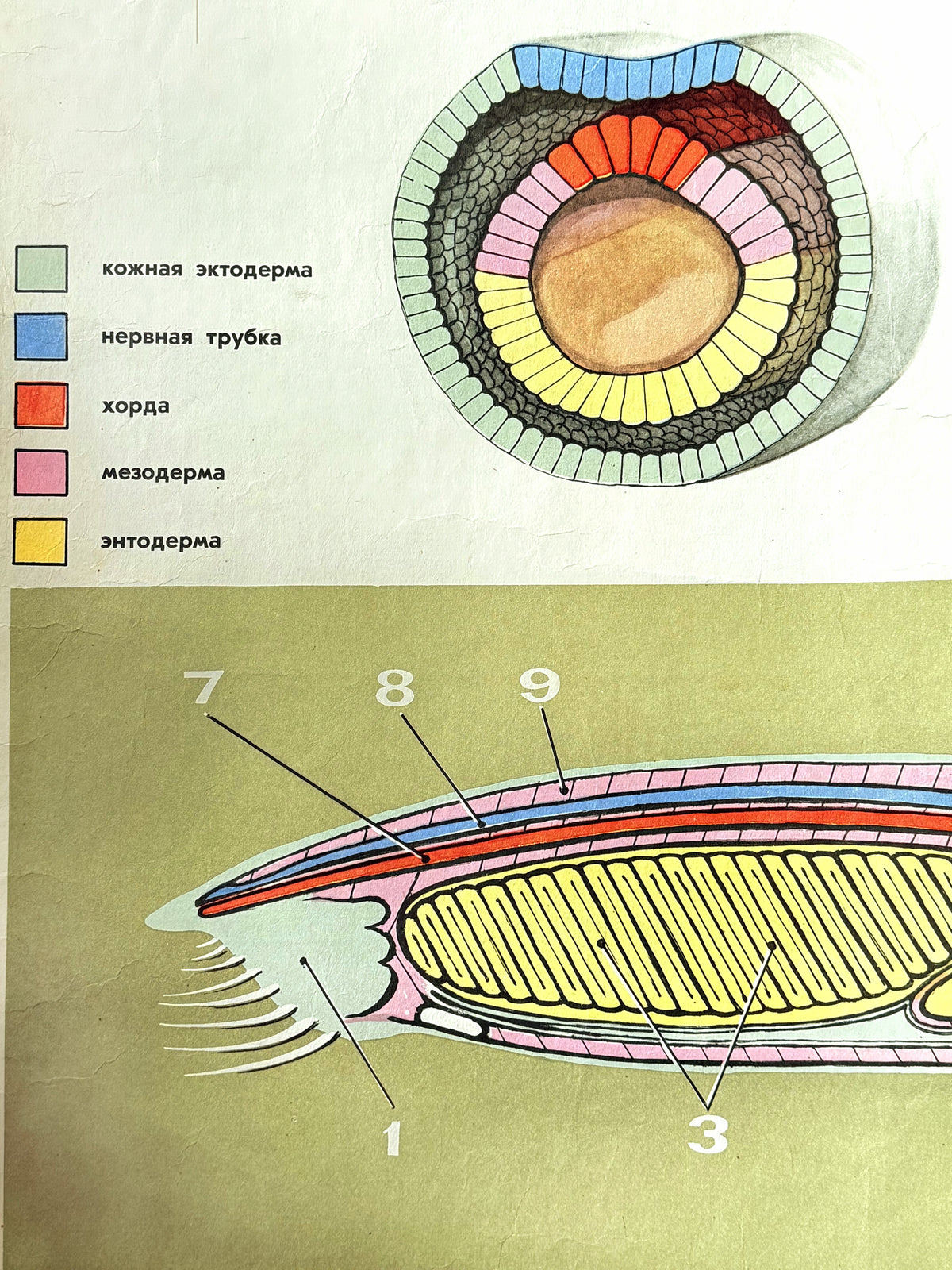 Detail of a Soviet vintage mid-century biology school poster showing the embryological development of a lancet