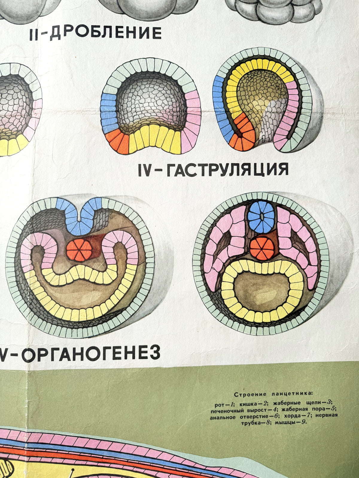 Detail of a Soviet vintage mid-century biology school poster showing the embryological development of a lancet with russian text.